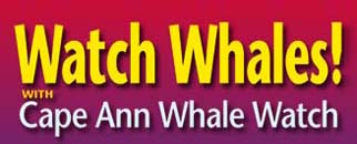 Boston MA Whale Watch